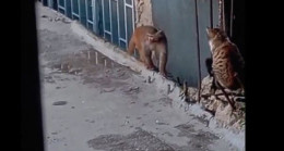 Yasaklı maymun türü firar ederken yakalandı