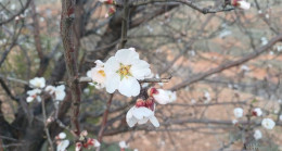 Batman’da bademler çiçek açtı