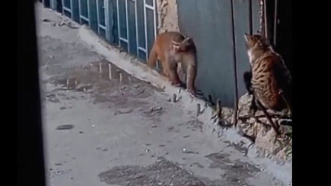 Yasaklı maymun türü firar ederken yakalandı