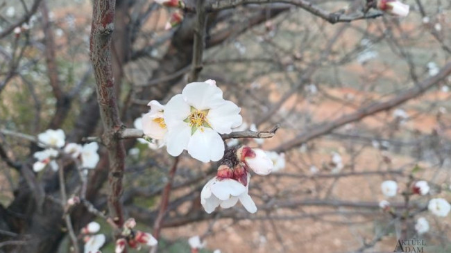 Batman’da bademler çiçek açtı